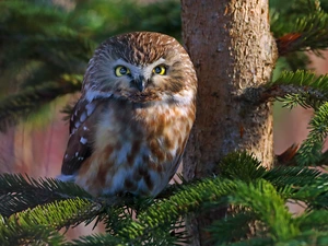 Bird, Boreal Owl, Twigs, owl