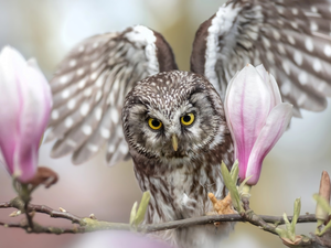 owl, Magnolia, twig, Boreal