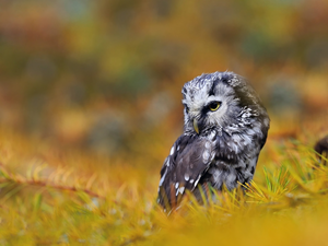 Plants, owl, Boreal Owl