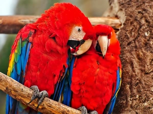 branch, Parrots, Ary