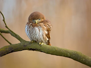 Bird, Eurasian Pygmy Owl, branch, owl