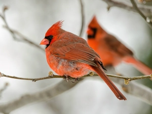 Two cars, Cardinals, branch pics, birds