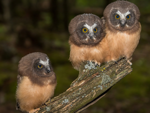 Tengmalm, branch, birds, Owls, Three