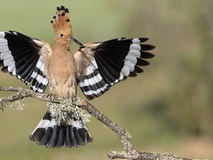 wings, branch, booby, spread, Bird