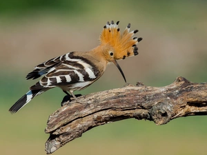 booby, trees, viewes, branch