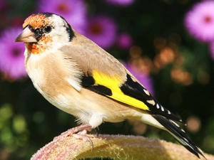 branch, goldfinch, female