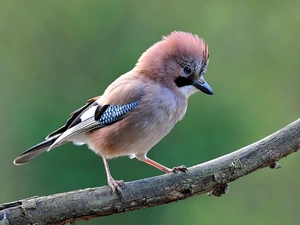 branch, Bird, jay