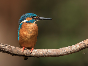 kingfisher, branch