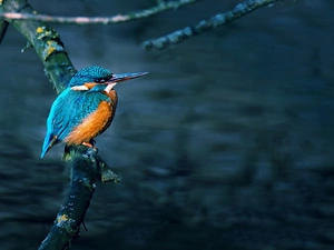 kingfisher, Graphite, background, branch
