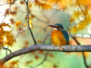 branch, Bird, kingfisher