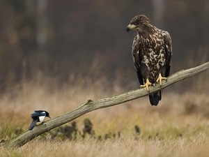 magpie, Eagle Front, branch