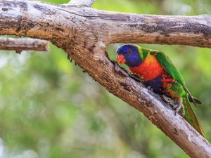 Mountain Rainbow Lorikeet, branch