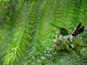 humming-bird, trees, branch pics, nest