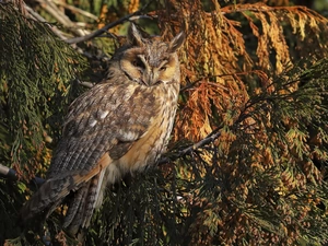 Bird, eagle-owl, branch pics, owl