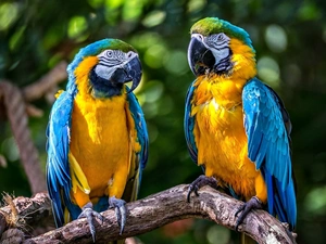 branch, Two, Parrots