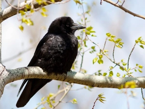 black, branch pics, trees, crow