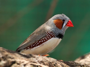 spout, branch, rib, Red, Bird