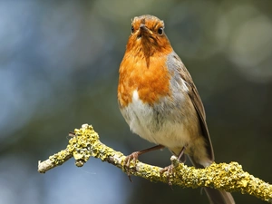branch, Bird, robin