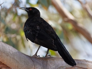 eye, branch, Skałowron, Red, Black