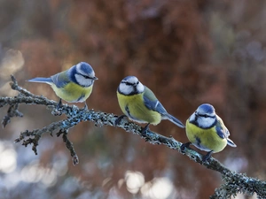 Eurasian Blue Tit, branch, Three, Chickadees, birds