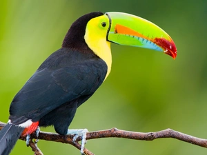 branch, Bird, Toucan