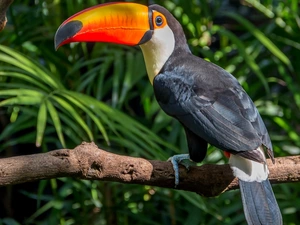 branch, Bird, Toucan