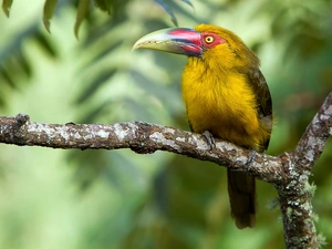 branch, Green, Toucan