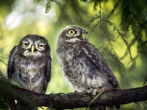 Two, Little Owl, branch, Owls