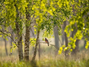 birch, trees, jay, branch, Bird, viewes