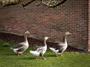 grass, Three, DBZ, brick, wall, geese