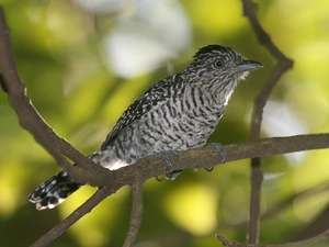 Twigs, Bird, Chronka Brindle