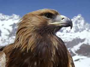 Brown, eagle
