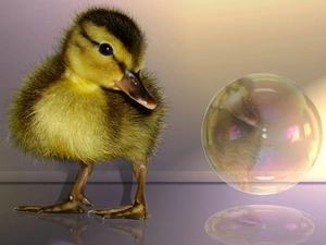 bubble, small, duck