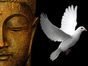 Budda, White, pigeon