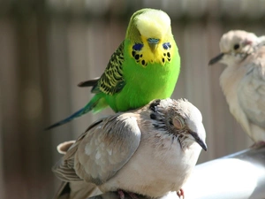 Budgerigar, birds