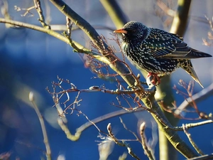Buds, starling, Twigs