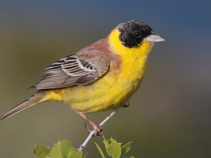 Bunting Blackhead, twig