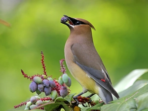 bush, Waxwing, Fruits