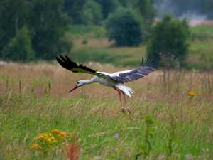 viewes, Bush, Meadow, trees, stork