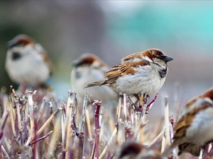 bushes, Sparrows, sparrows