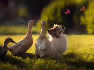 butterflies, ducks, dog