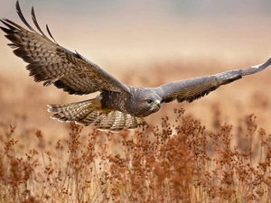 dry, Plants, Common Buzzard, Meadow, Bird