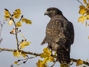 Bird, branch, Leaf, buzzard