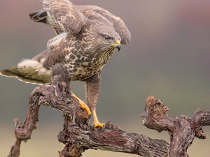 branch, Bird, Common Buzzard