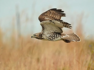 buzzard, flight