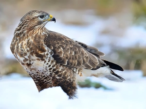 buzzard, winter