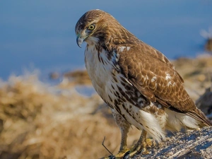 buzzard