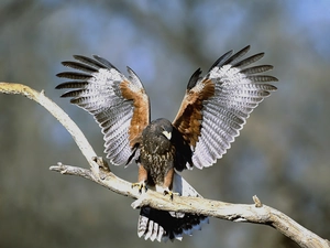 buzzards, Harris, Hawk