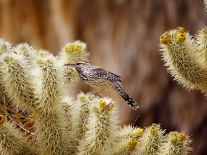 Cactus, Cactus Wren