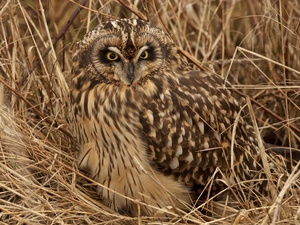 camouflage, owl, grass